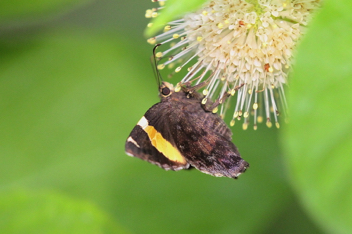 Golden Banded-Skipper